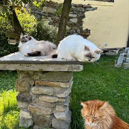 Nocleg ze śniadaniem La Dei Gatti 3*