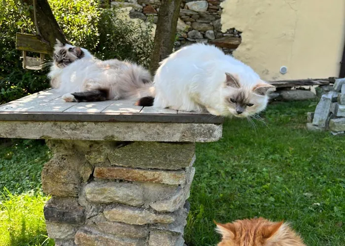 Frühstückspension La Dei Gatti 3*